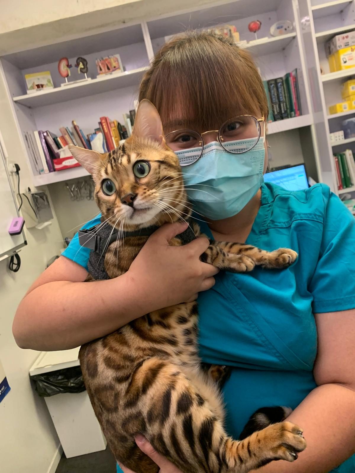 Pet sitter in veterinary scrubs holding a Bengal cat at a veterinary clinic