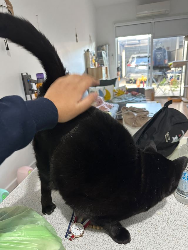 Black cat being brushed during a home visit