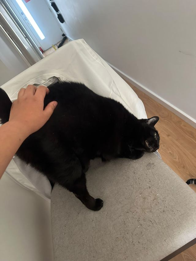 Hand patting a black cat resting on a bed