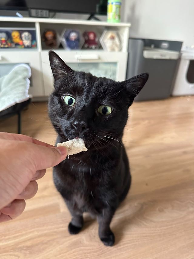 Black cat taking a treat from a hand