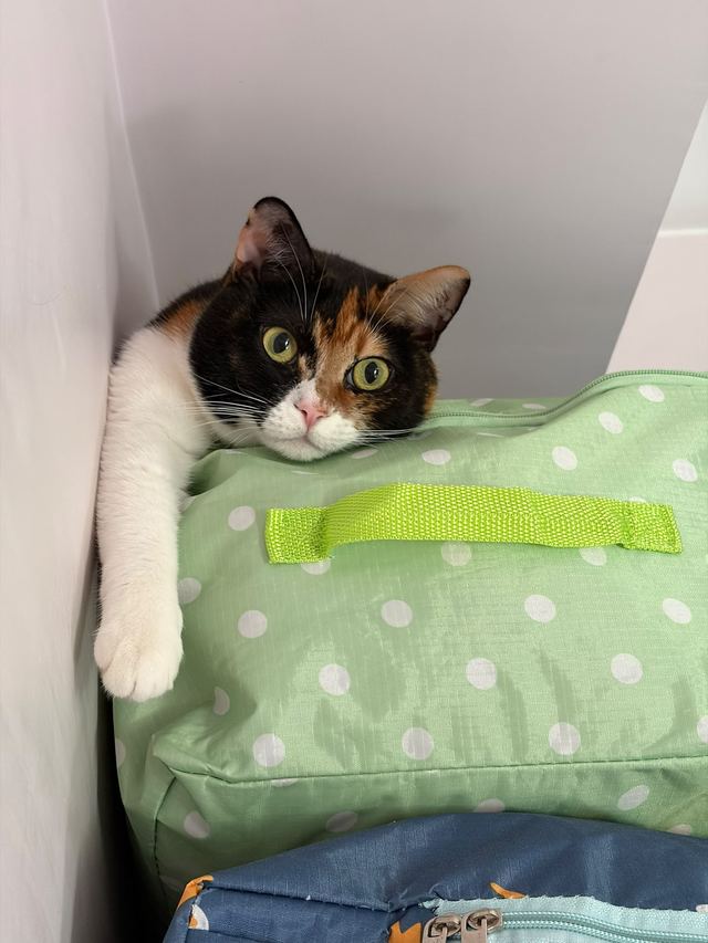 Calico cat resting on a green spotted cushion
