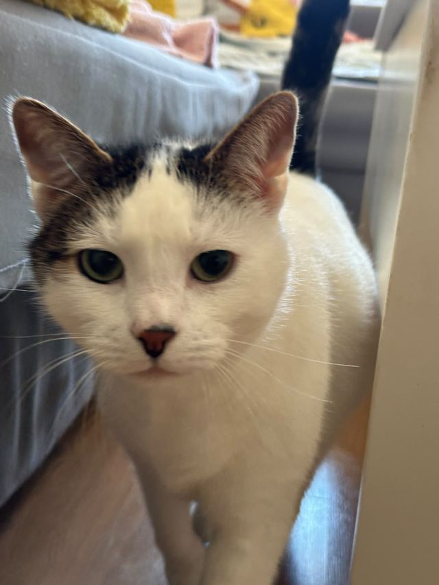 Black and white cat sitting and looking at the camera