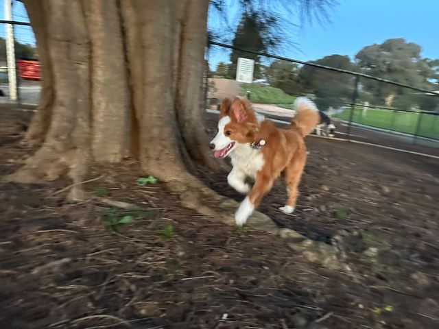 Small white and tan dog running towards the camera in a park