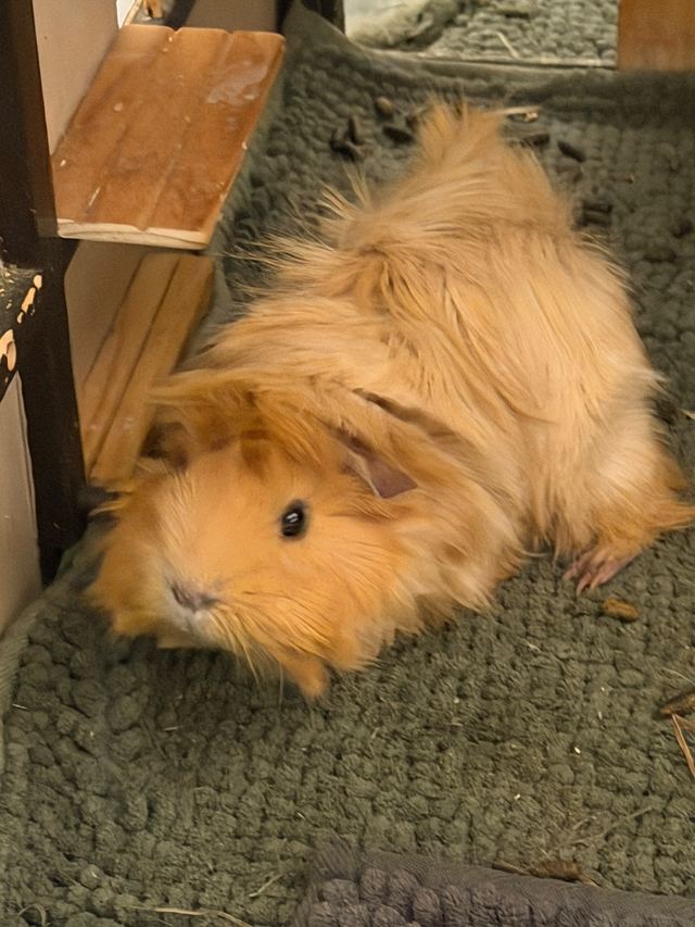 Long-haired ginger and white guinea pig resting on a rug