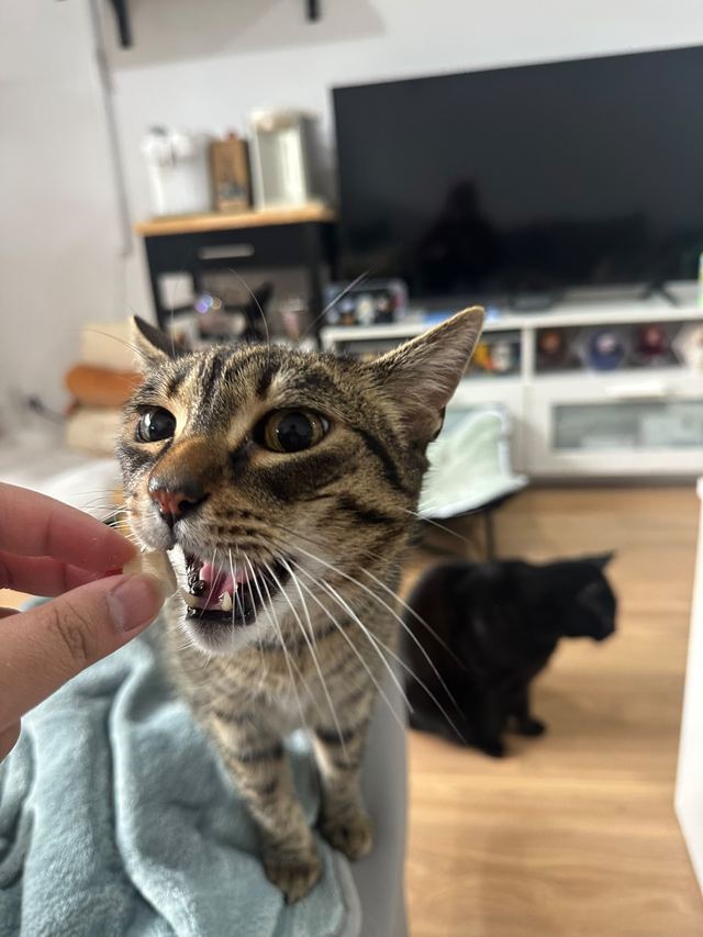Tabby cat mid-meow with another cat behind