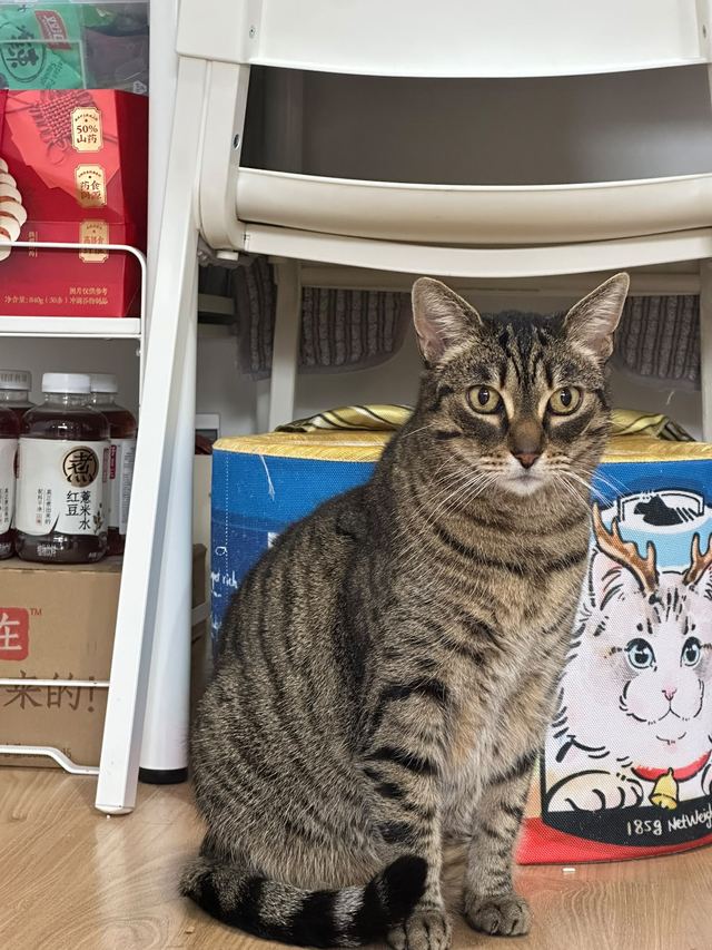 Tabby cat sitting upright beside a shelf