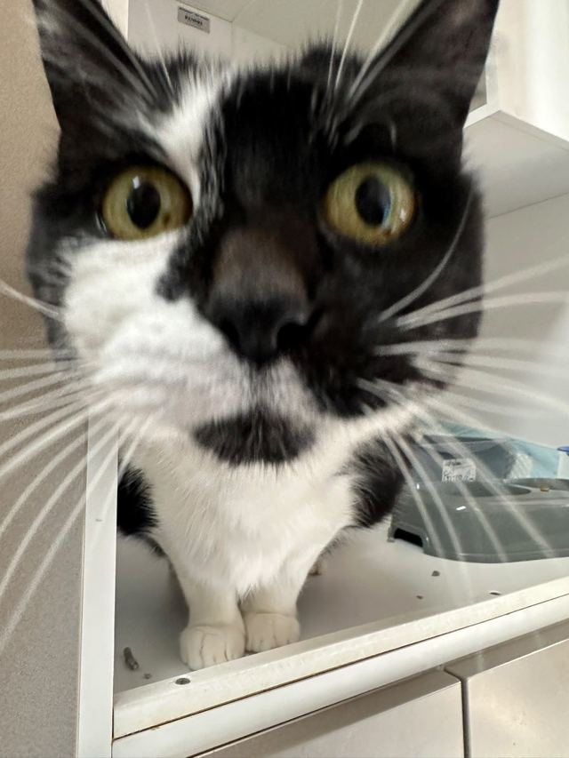 Black and white cat with wide golden eyes looking upward