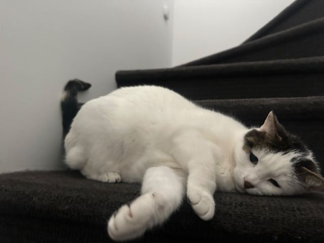 Two cats lying together on a carpeted step