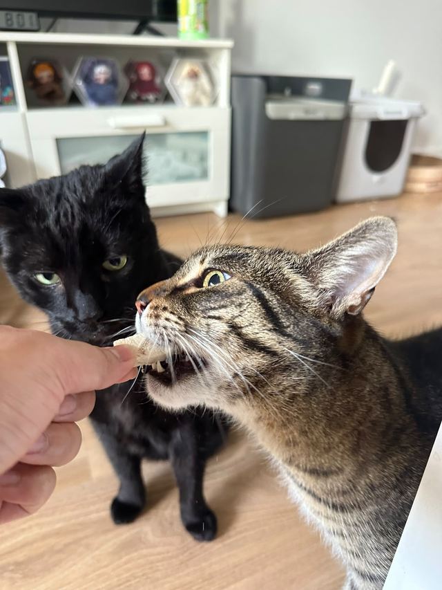 A black cat and a tabby cat sharing a treat from a hand