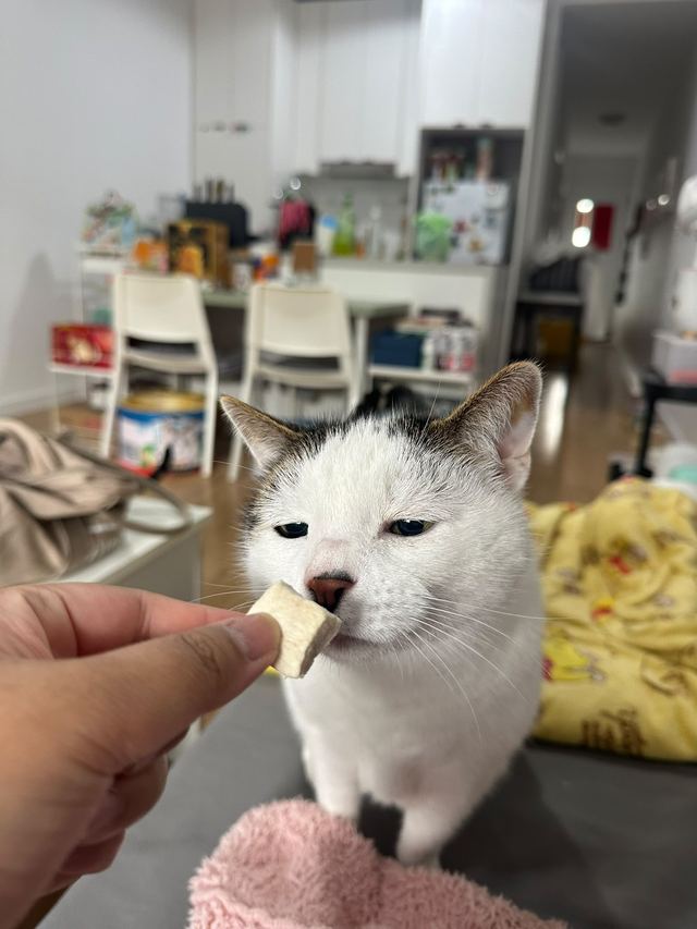 White cat being hand-fed a small snack