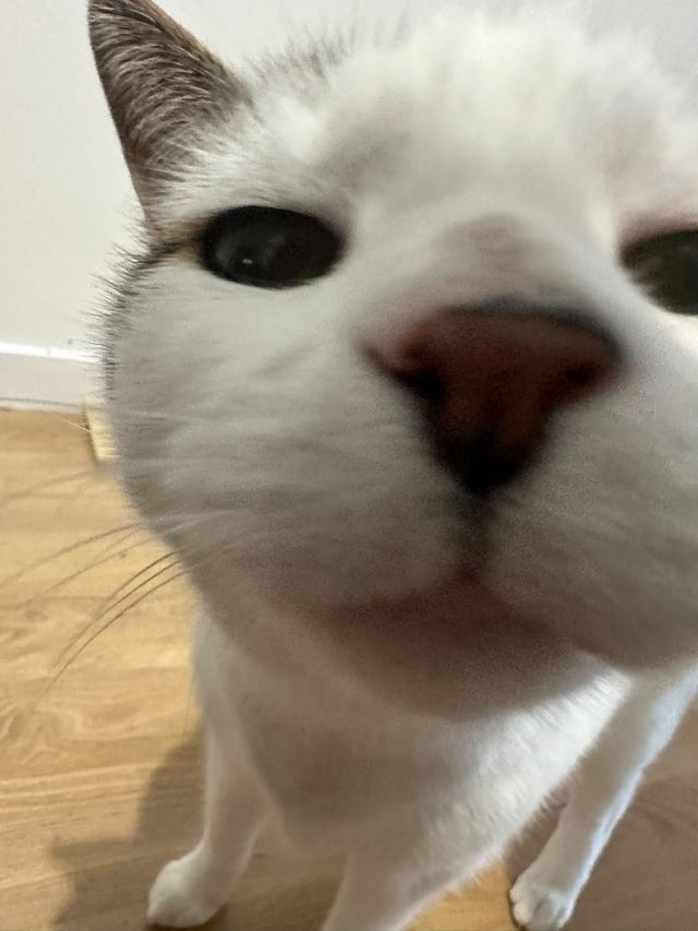 Close-up of a white cat's face looking at the camera