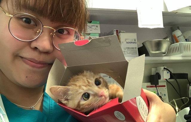 Pet sitter with a small ginger kitten in a carry box